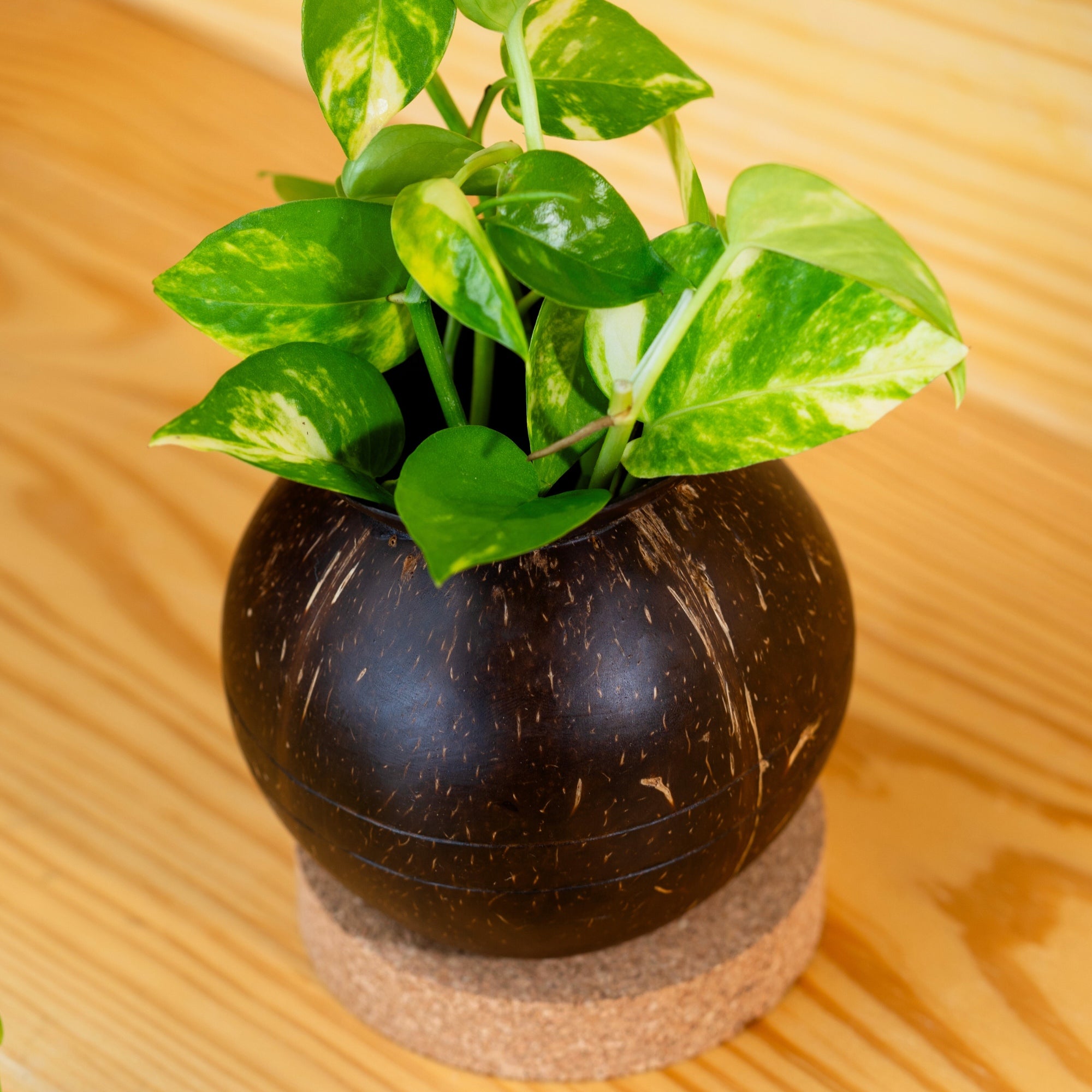 Thenga Coconut Shell Plant Pot with Cork Tray | Eco-Friendly Planter Pots ( Set of 1 )