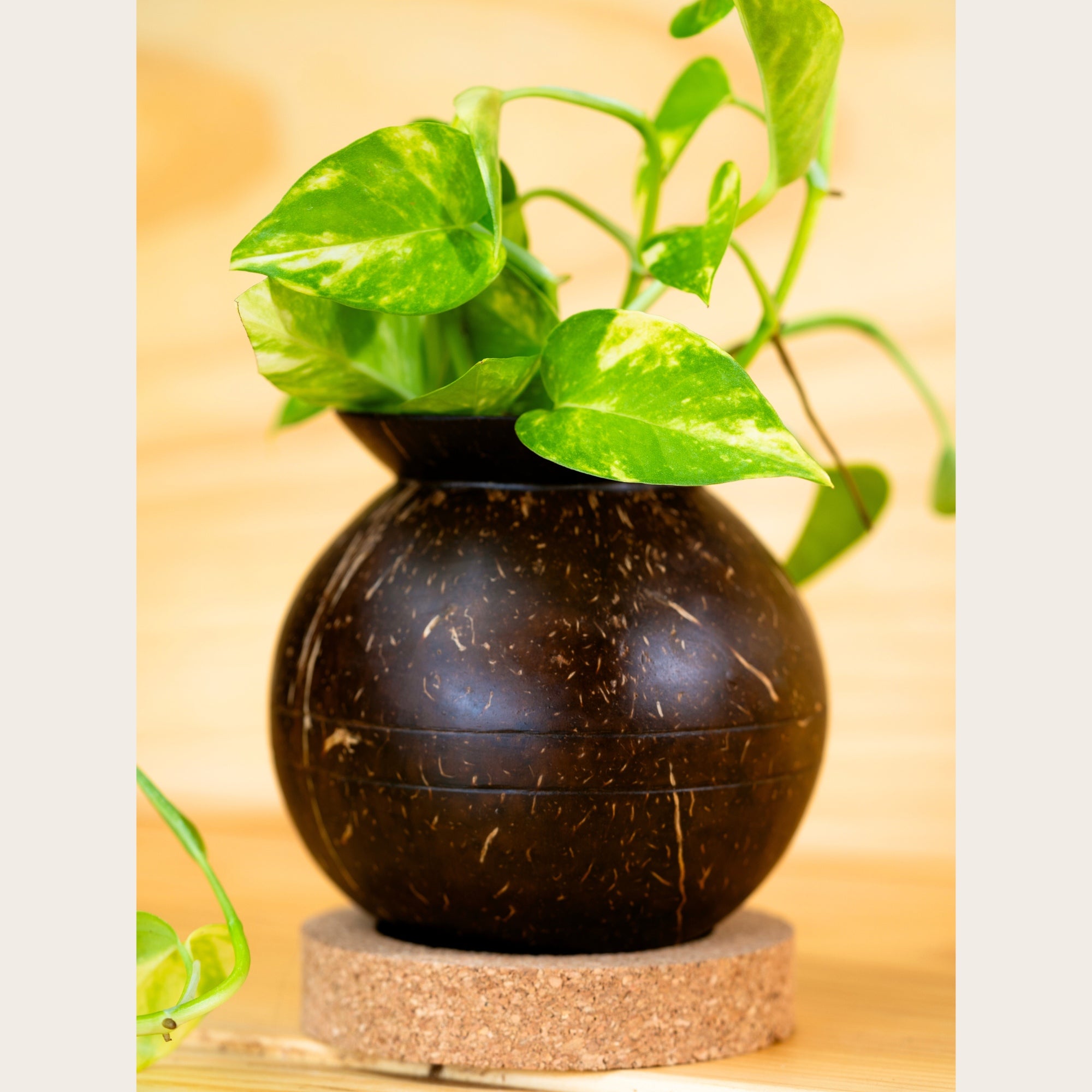 Thenga Coconut Shell Plant Pot with Cork Tray | Eco-Friendly Planter Pots ( Set of 1 )