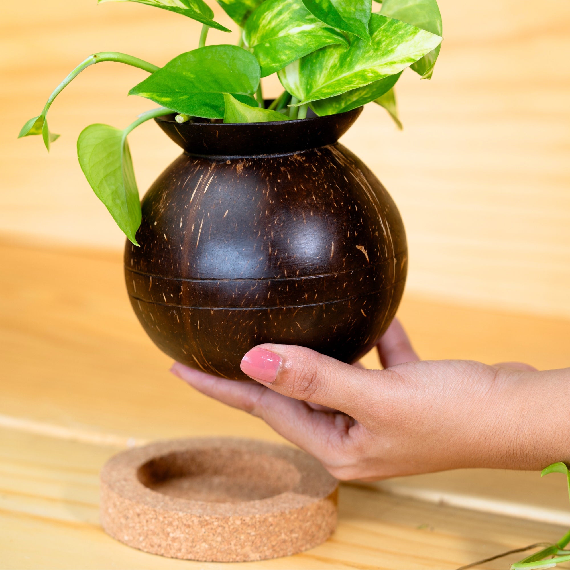 Thenga Coconut Shell Plant Pot with Cork Tray | Eco-Friendly Planter Pots ( Set of 1 )