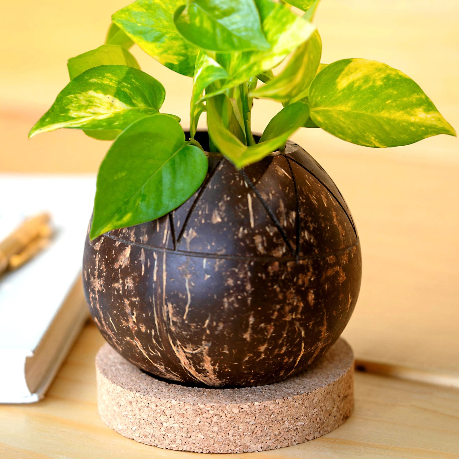 coconut shell plant pot Thenga Coconut Shell Zig Zag Planter Pot with Cork Tray