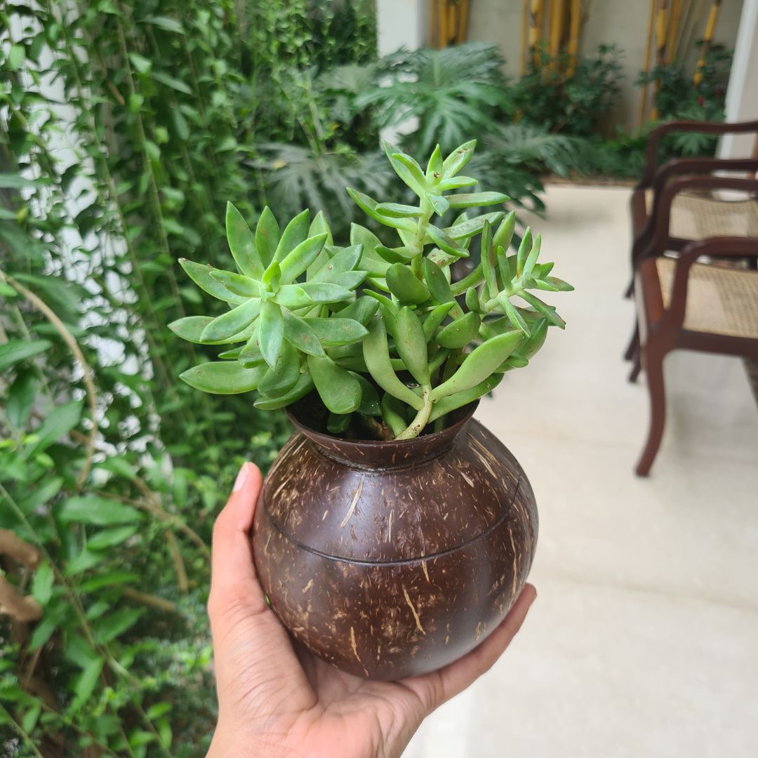 Coconut Shell Planter Pots for Small Plants