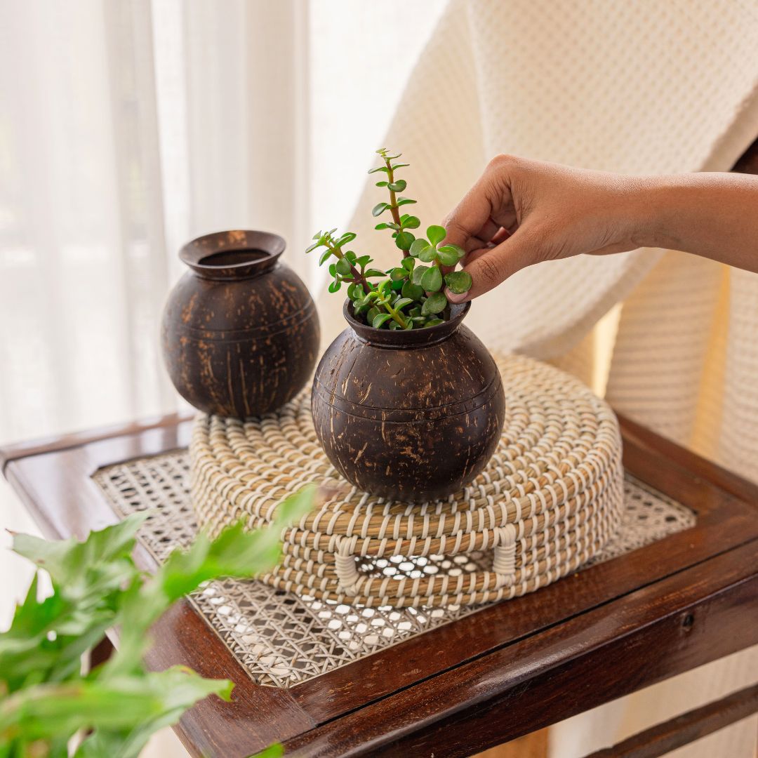 coconut husk plant pots Thenga Coconut Shell Plant Pot with Cork Tray