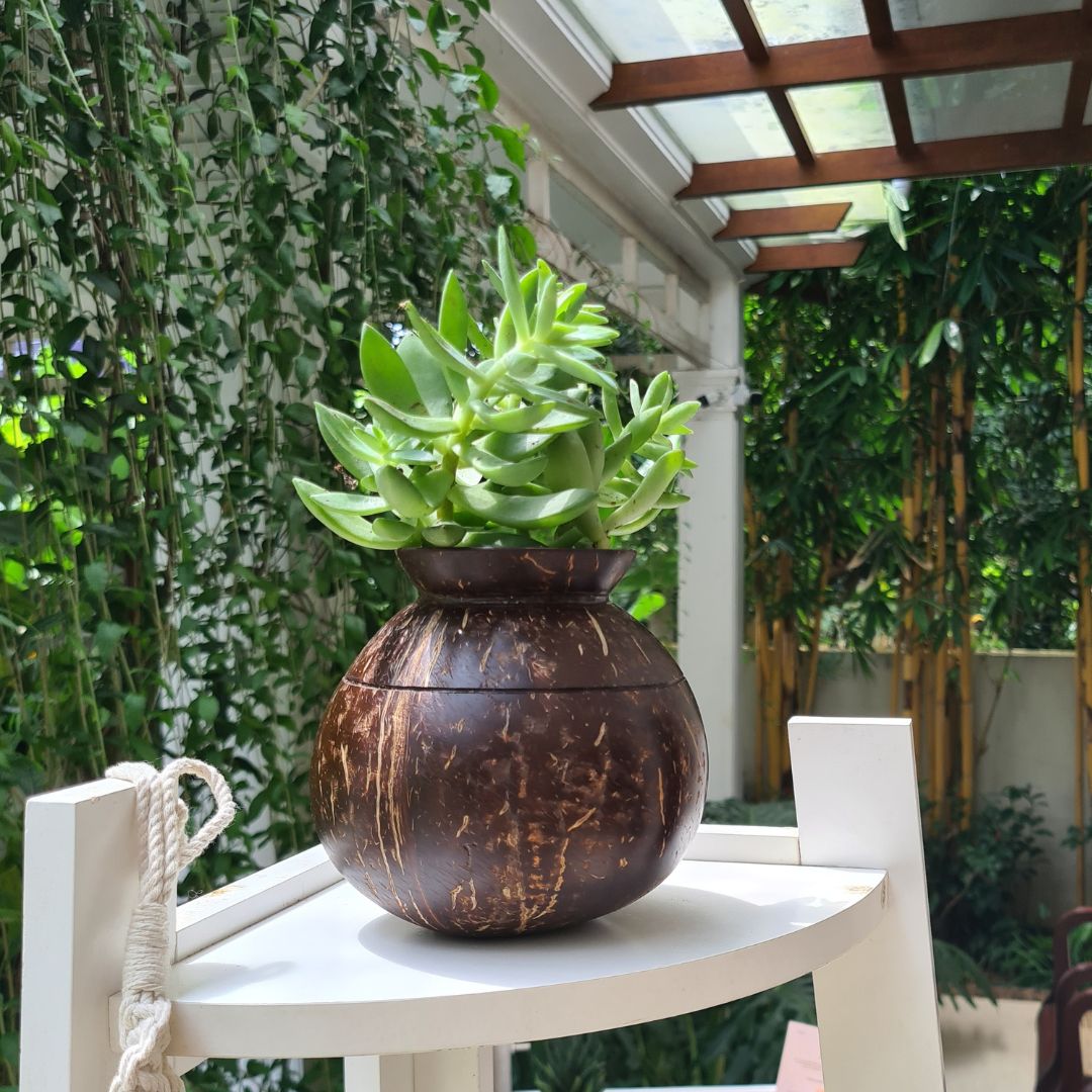 coconut shell pot plant Thenga Coconut Shell Plant Pot with Cork Tray