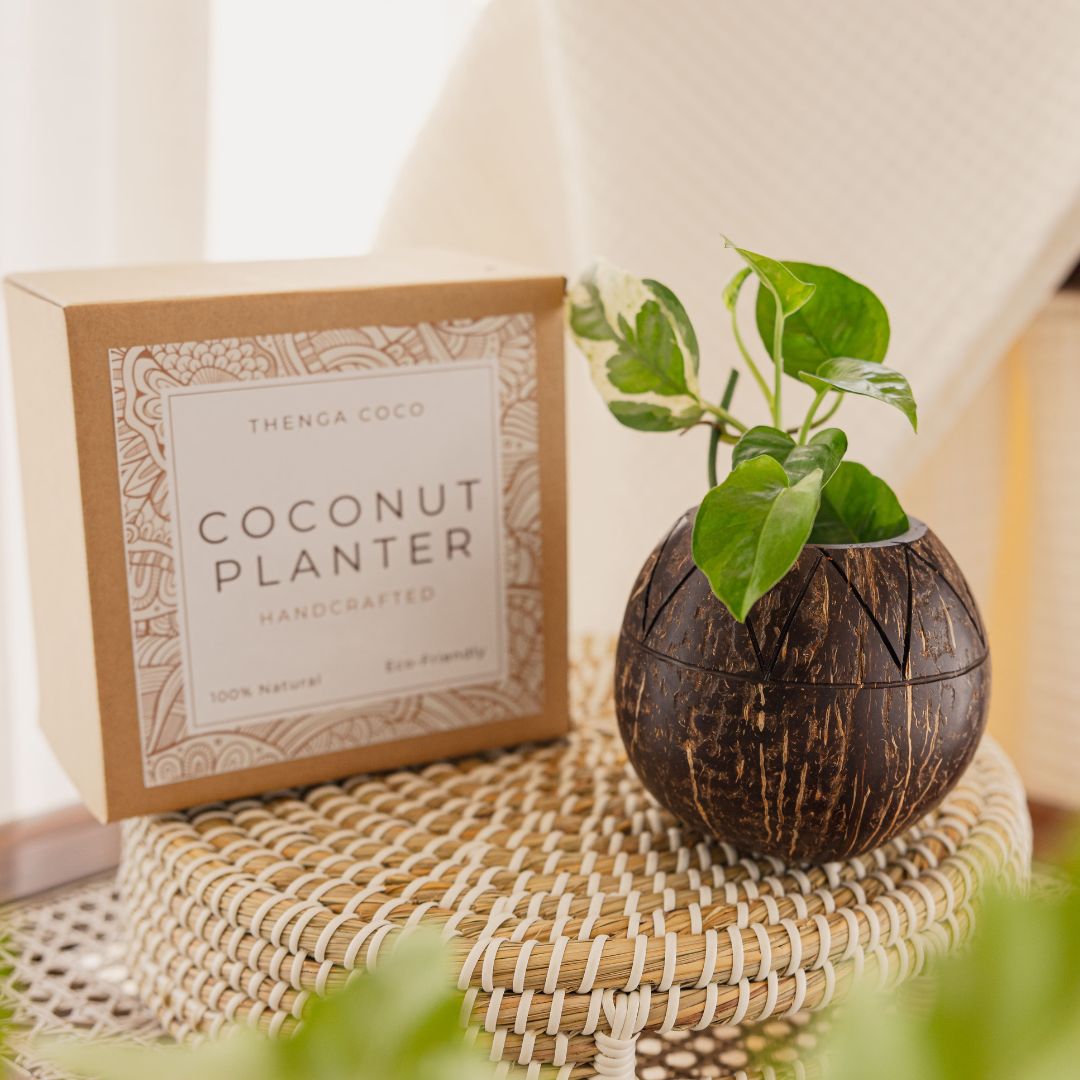 Thenga Zig-Zag Coconut Planter | Indoor Plants, Succulents (1 Pot)
