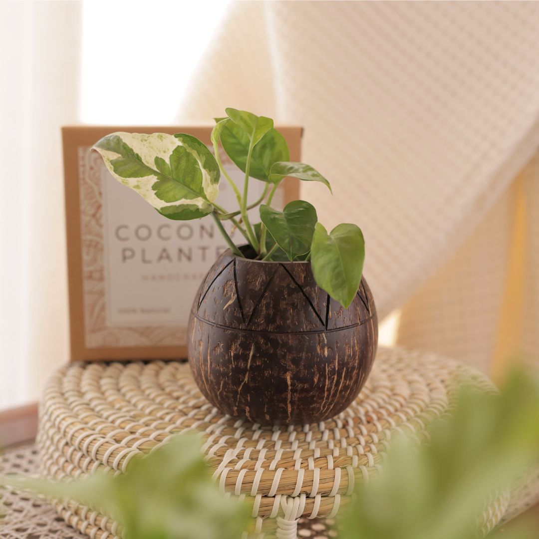 Thenga Coconut Shell Zig Zag Planter Pots 