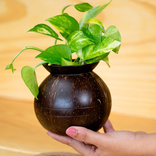 4. Home & Garden