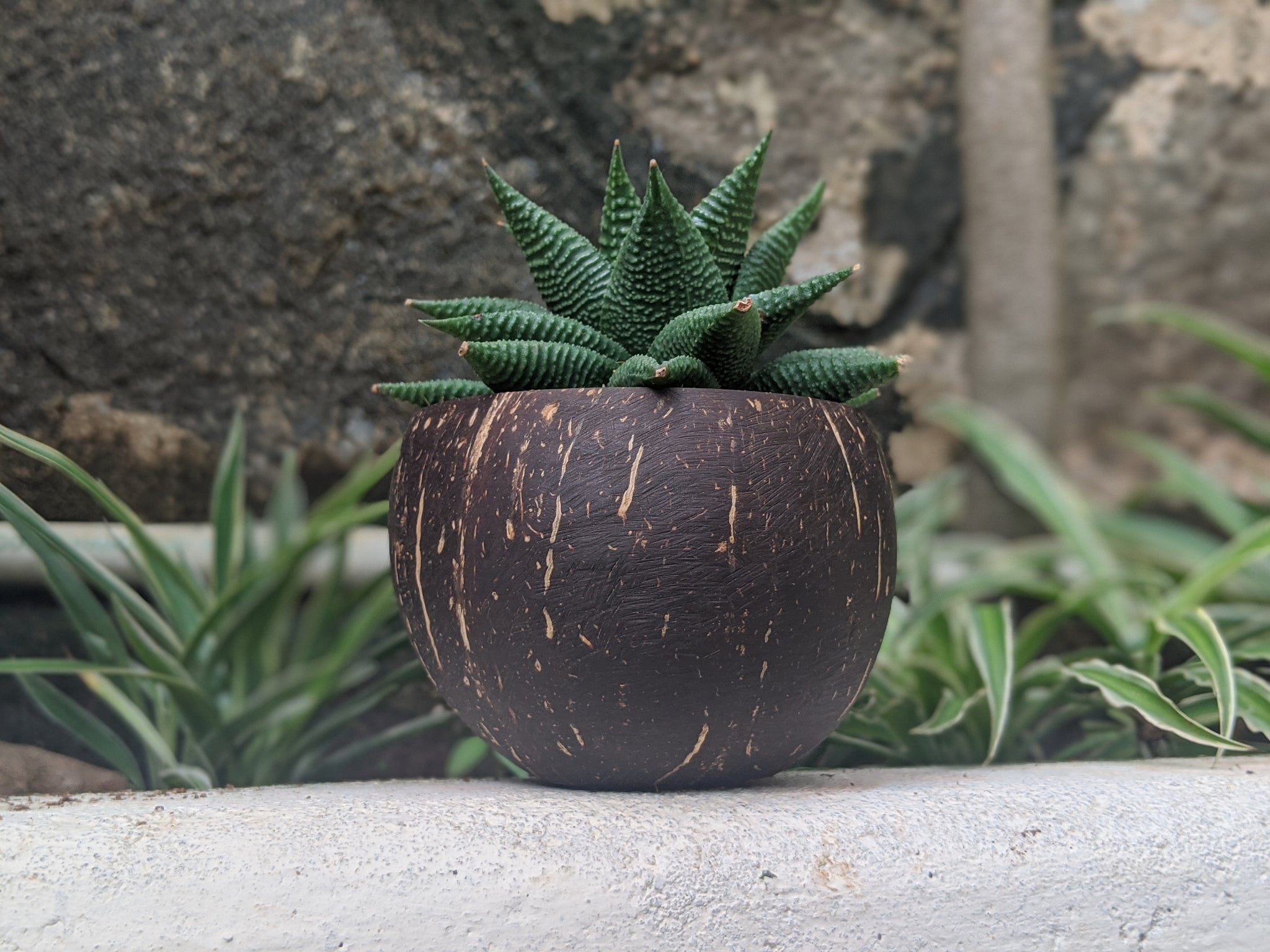 Thenga Coconut Planter | Indoor Plant Pots | Handmade…