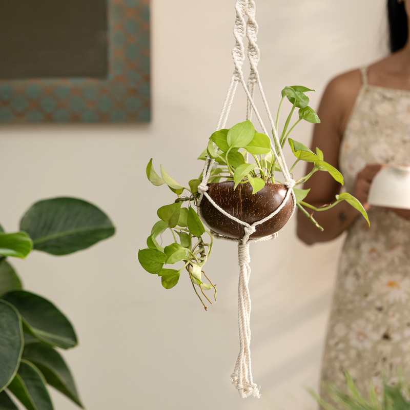 hanging plants in coconut shell Coconut Shell Hanging Planter